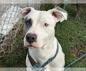 Mutt Dogs for adoption in Tulsa, OK, USA