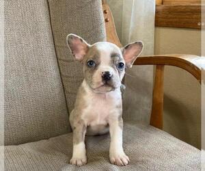 Boston Terrier Puppy for sale in SAINT PAUL, MN, USA