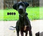 Small Great Dane
