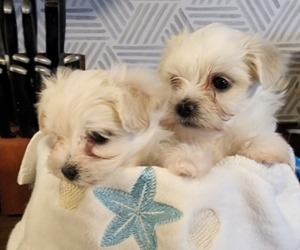 Morkie Puppy for sale in LADY LAKE, FL, USA