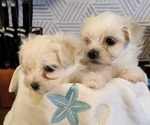 Small Photo #1 Morkie Puppy For Sale in LADY LAKE, FL, USA