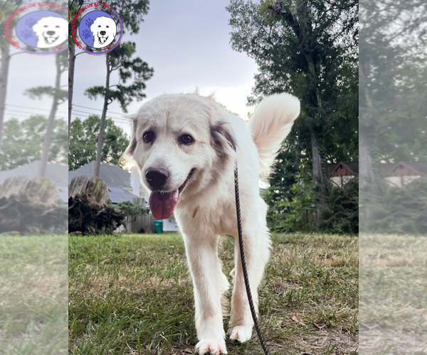 Medium Photo #7 Great Pyrenees Puppy For Sale in Spring, TX, USA