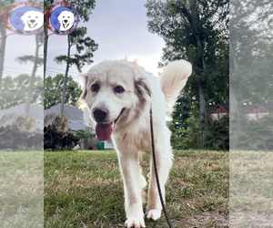 Taylor - Female Great Pyrenees Dog for Adoption - Photo #7