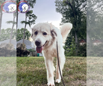 Small #6 Great Pyrenees