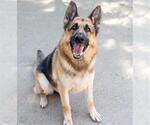 Small #2 German Shepherd Dog
