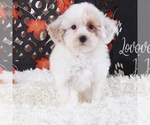 Small #3 Poodle (Toy)