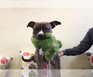Hulk - Male Mutt Dog for Adoption - Photo #17