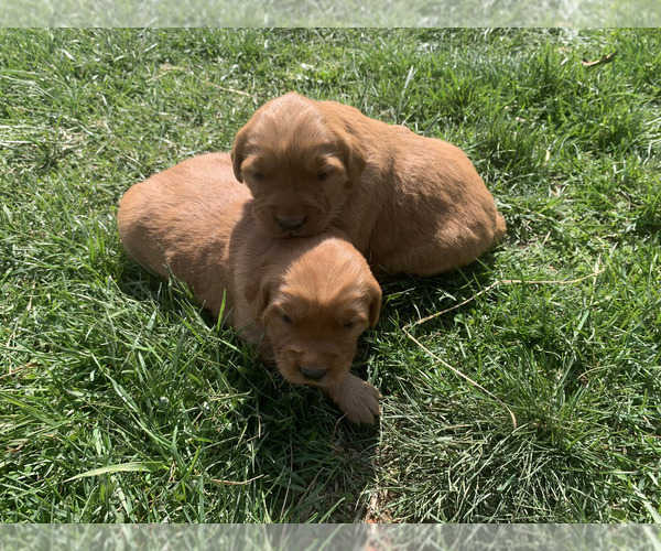 Medium Photo #15 Golden Retriever Puppy For Sale in CLEVER, MO, USA