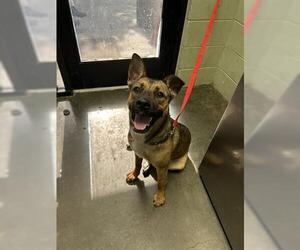 German Shepherd Dog-Unknown Mix Dogs for adoption in Tulsa, OK, USA