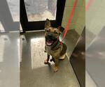Small German Shepherd Dog Mix