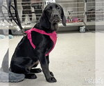 Small #1 Labrador Retriever Mix