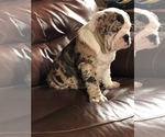 Small Photo #2 Olde English Bulldogge Puppy For Sale in ONEIDA, IL, USA