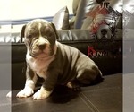 Small Photo #4 American Bully Puppy For Sale in YORK, PA, USA