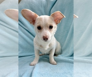 Chihuahua Puppy for Sale in FAIR HAVEN, Michigan USA
