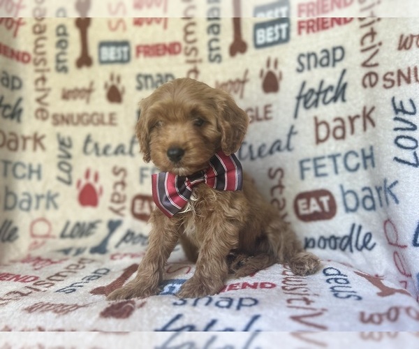 Medium Photo #2 Cavapoo Puppy For Sale in LAKELAND, FL, USA