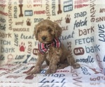 Small #1 Cavapoo