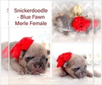Image preview for Ad Listing. Nickname: Snickerdoodle