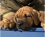 Puppy Yellow Cane Corso