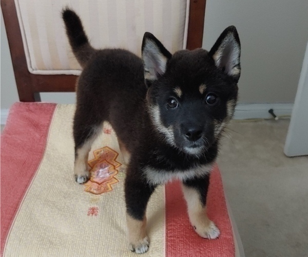 Medium Photo #1 Shiba Inu Puppy For Sale in ANAHEIM, CA, USA