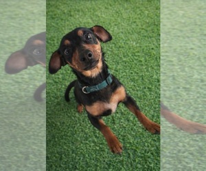 Dachshund-Unknown Mix Dogs for adoption in Grafton, WI, USA