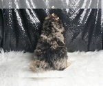 Small Photo #40 Goldendoodle (Miniature) Puppy For Sale in WARSAW, IN, USA