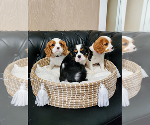 Cavalier King Charles Spaniel Puppy for sale in AGAWAM, MA, USA