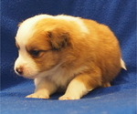 Small Photo #6 Miniature Australian Shepherd Puppy For Sale in ELMHURST, IL, USA