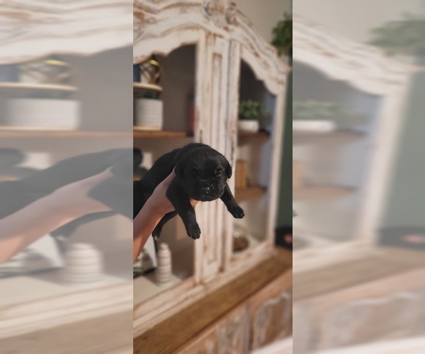 Medium Photo #4 Cane Corso Puppy For Sale in MODESTO, CA, USA