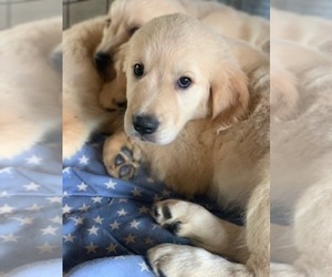 Golden Retriever Puppy for sale in MERCED, CA, USA