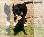 Small #4 Labrador Retriever Mix