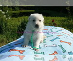 Small #10 German Shepherd Dog