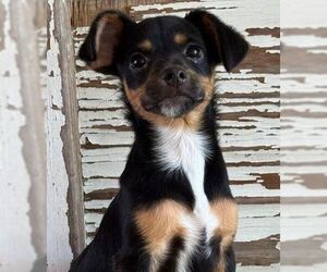 Miniature Pinscher-Unknown Mix Dogs for adoption in Carrollton, TX, USA