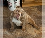Small Photo #1 English Bulldog Puppy For Sale in OOLOGAH, OK, USA