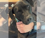 Small Labrador Retriever-Staffordshire Bull Terrier Mix