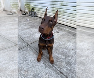 Doberman Pinscher Puppy for sale in LITHONIA, GA, USA