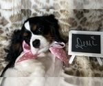 Small Photo #6 Cavalier King Charles Spaniel Puppy For Sale in ABILENE, TX, USA