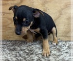Small #1 Rat Terrier