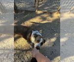 Small #9 Border Collie-Pointer Mix