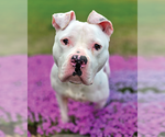 Small #1 American Pit Bull Terrier