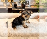Small Photo #5 Yorkshire Terrier Puppy For Sale in GREENWOOD, IN, USA