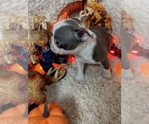 Boston Terrier Puppy for sale in CRKD RVR RNCH, OR, USA