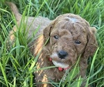 Puppy Padme Goldendoodle (Miniature)