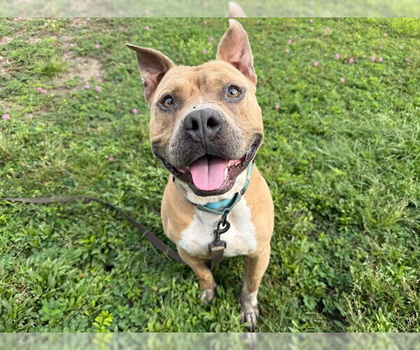 Medium Photo #2 American Pit Bull Terrier Puppy For Sale in Ocala, FL, USA
