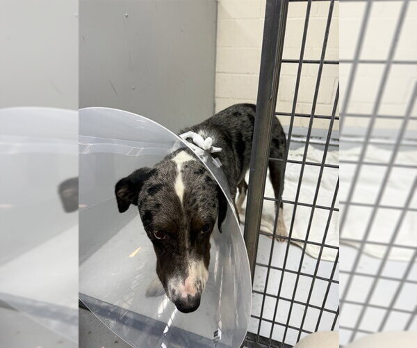 Medium Photo #1 Catahoula Leopard Dog-Unknown Mix Puppy For Sale in Conroe, TX, USA