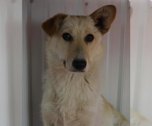 Medium Photo #1 Mutt Puppy For Sale in Thief River Falls, MN, USA