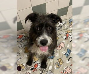 Mutt Dogs for adoption in Salinas, CA, USA