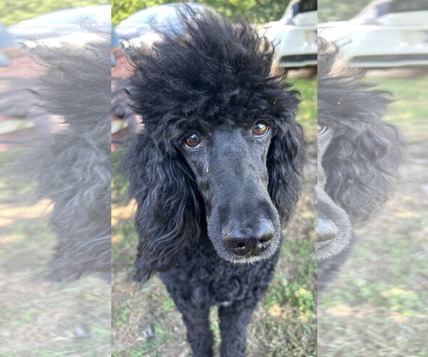 Medium Photo #2 Mutt Puppy For Sale in Pacolet, SC, USA