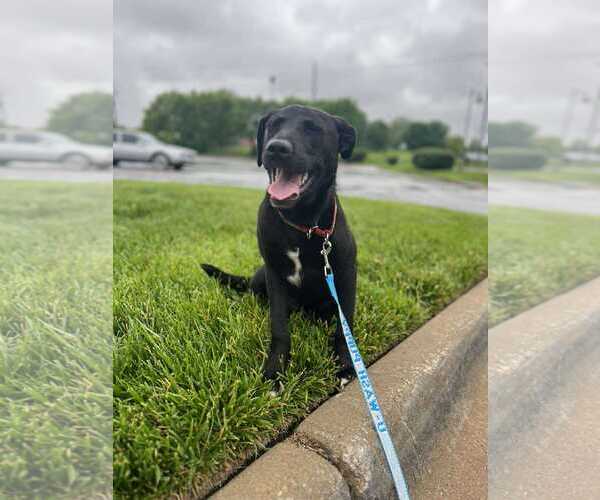 Medium Photo #4 Labrador Retriever-Unknown Mix Puppy For Sale in Overland Park, KS, USA