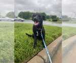 Small #3 Labrador Retriever Mix