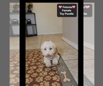 Petunia - Female Havanese-Zuchon Mix Puppy for Sale - Photo #3